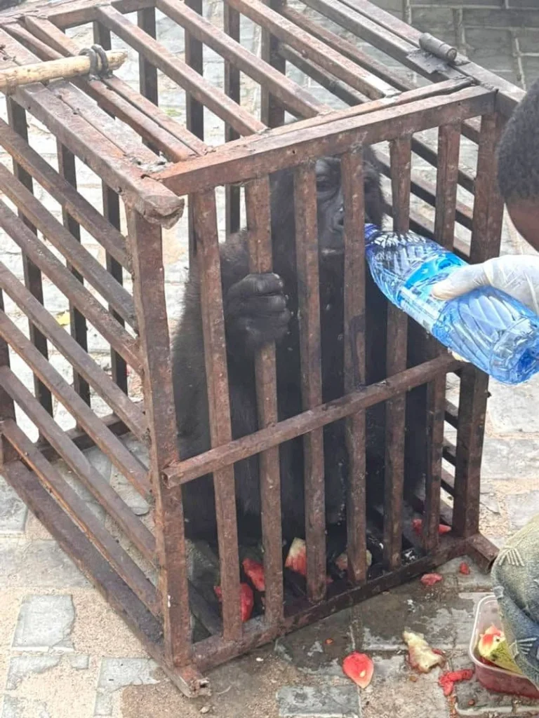 Rescued Baby Gorilla
